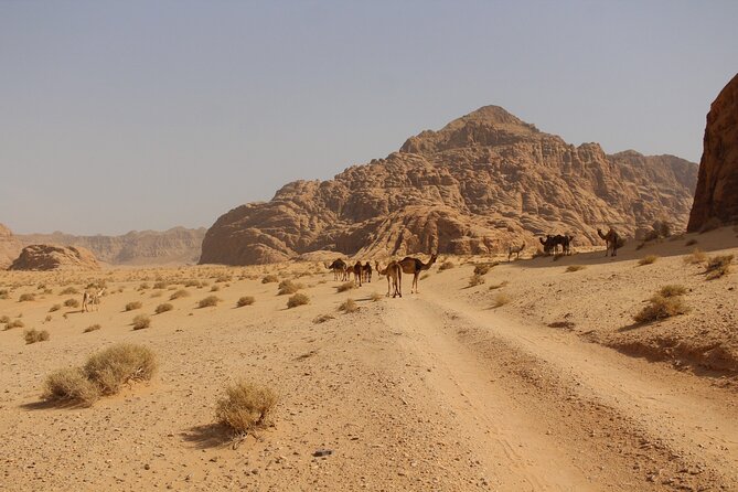 Wadi Rum Full Day Jeep Tour - Meeting and Pickup