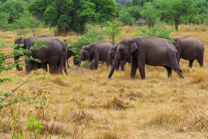 Wasgamuwa National Park Private Safari - Pickup and Meeting Details