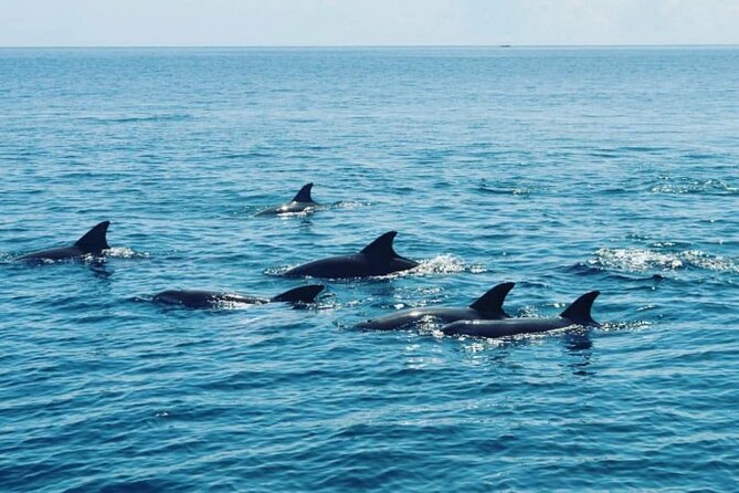 Wasini Dolphin Snorkeling - Itinerary and Schedule