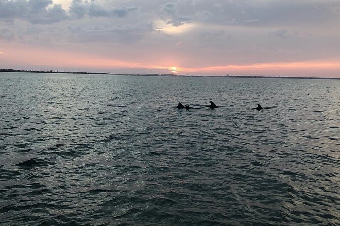 Waverunner Dolphin Tour - Traveler Experiences
