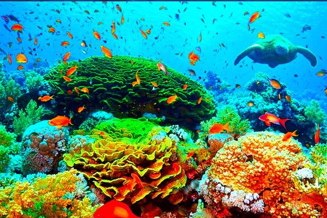 Waverunner, Snorkel, Beach Access & Round Way Transportation - Snorkeling Highlights