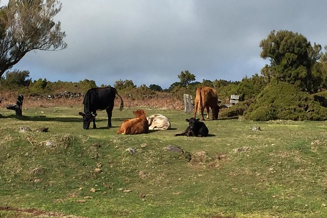 West Volcanic Pools & Unesco 4x4 Tour - Meeting Information