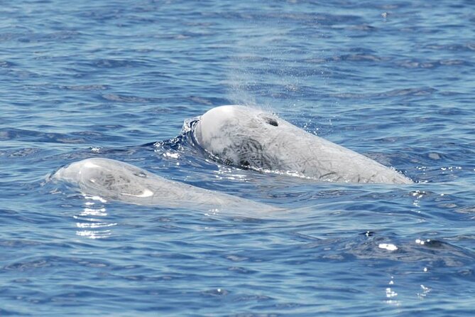Whale and Dolphin Watching Tour on Pico Island - Customer Feedback