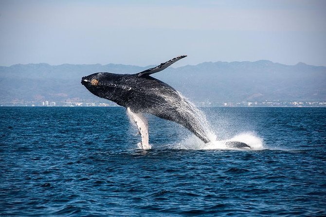Whale and Dolphin Watching With a Biologist in Puerto Vallarta - Tips for Travelers