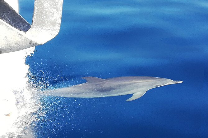 Whale & Dolphin Watching With Mustcat Virgin Coast Trip On a Large Catamaran - Inclusions and Accessibility