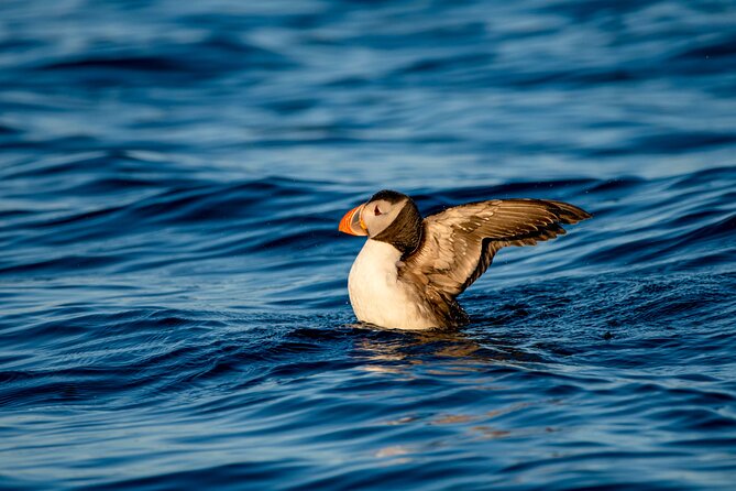 Whale Safari With Puffins and Muffins (Andøy, Vesterålen) - Health and Safety Requirements