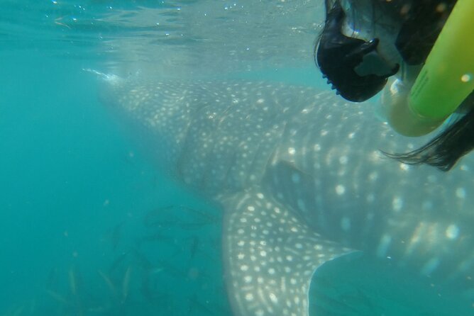 Whale Shark Adventure With Marine Biologists, 4-Hour Tour - Health and Safety Guidelines