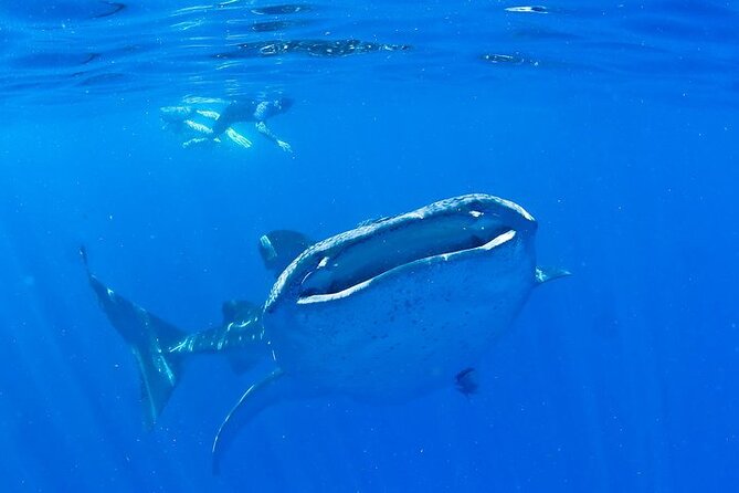 Whale Shark Experience From Playa Del Carmen - Pickup and Transportation