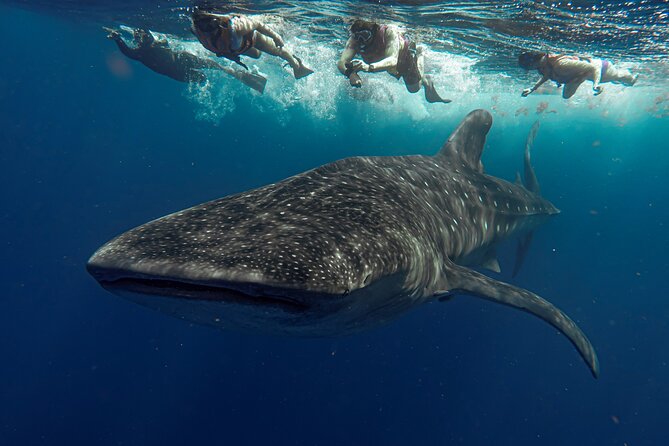 Whale Shark Snorkeling Adventure With Lunch - Health and Safety