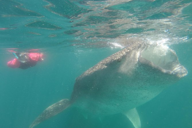 Whale-Shark Snorkeling Excursion to La Paz - Included Experiences