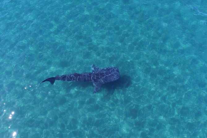 Whale Shark Snorkeling Tour in a Reduced Group With Local Marine Biologist - Meeting and Safety Information