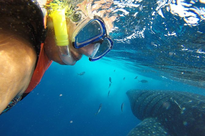 Whale Shark Tour From Cancun and Playa Del Carmen - Guest Experiences