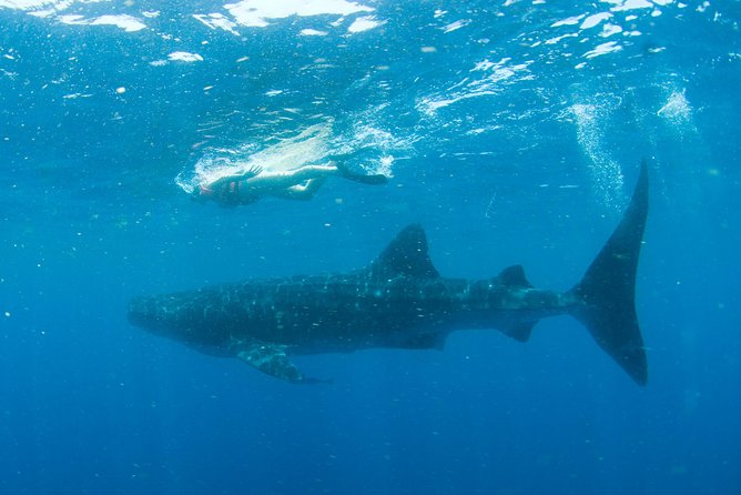 Whale Sharks Small-Group Tour in Cancun and Riviera Maya - Safety and Health Guidelines