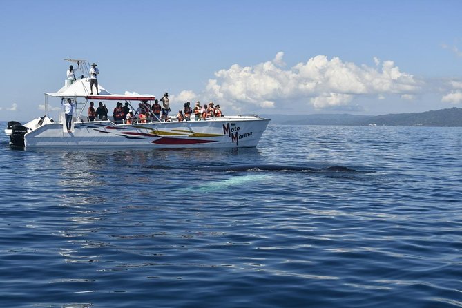 Whale Watch Tour From Santo Domingo With Bacardi Island and Lunch Included - Pickup and Schedule