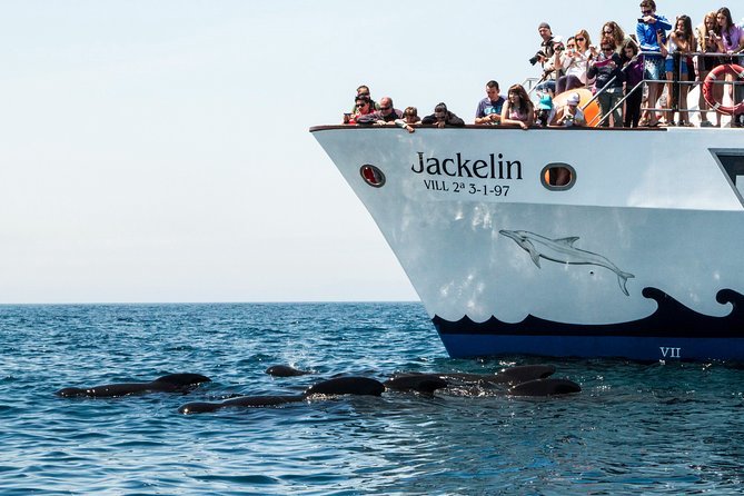 Whale Watching - Guest Experiences and Feedback