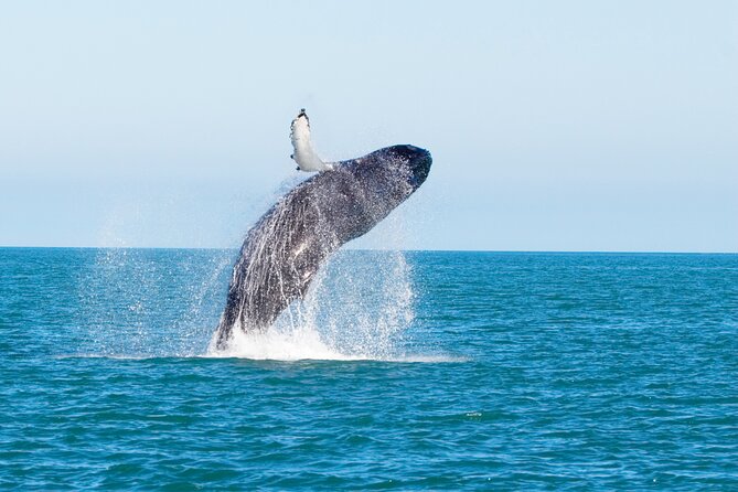 Whale Watching Adventure With Pick up From Los Cabos Hotels - Pickup and Meeting Details