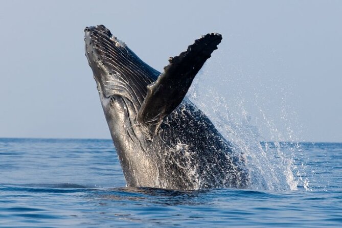 Whale Watching and Sunrise Breakfast Cruise in Honolulu - Accessibility Features
