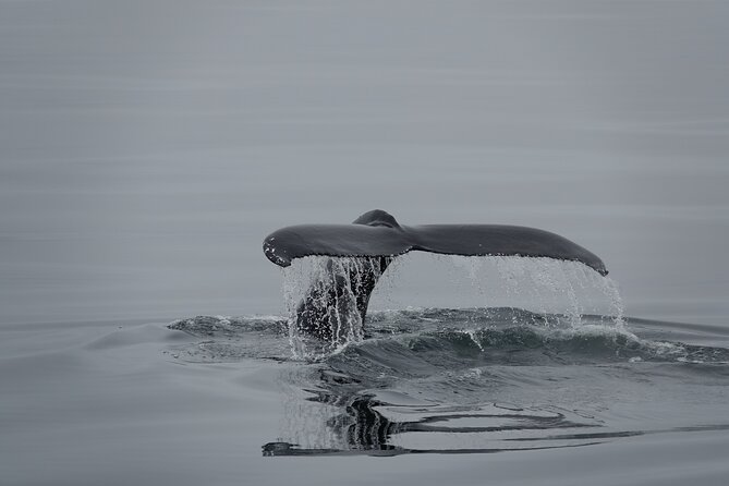 Whale Watching by RIB Speedboat From Downtown Reykjavik - Guest Experiences