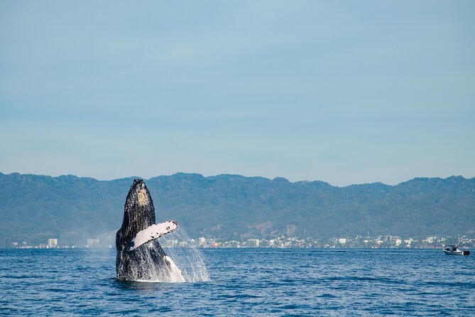 Whale Watching Cruise In Puerto Vallarta & Nuevo Vallarta - Meeting Points and Logistics