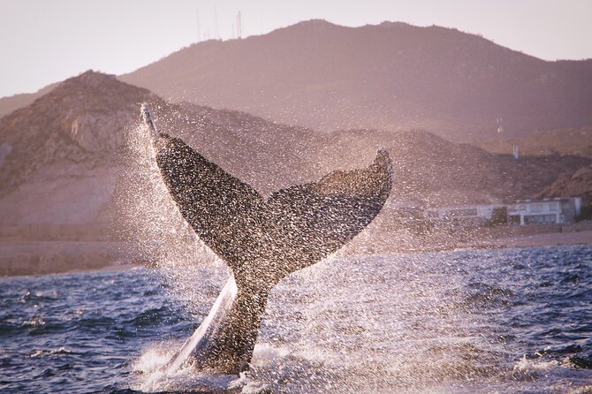 Whale Watching Experience in Cabo San Lucas - Health and Accessibility