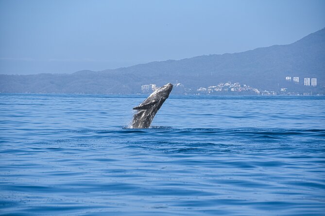 Whale Watching Guaranteed Experience in Puerto Vallarta - Meeting and Pickup Information