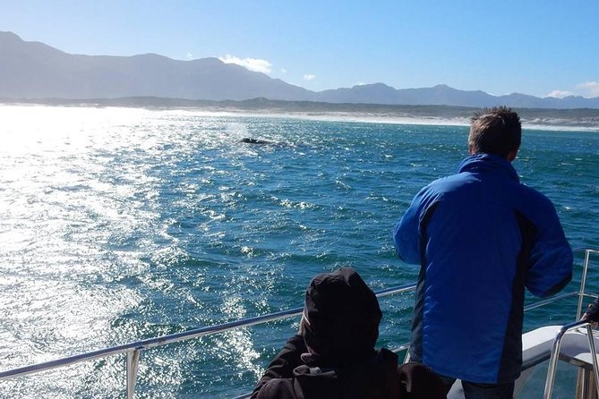 Whale Watching Hermanus - Boat Base - Booking and Pricing Details