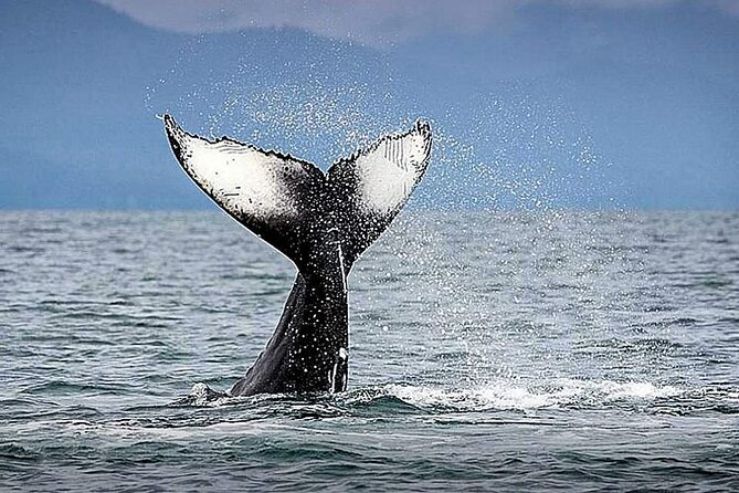 Whale Watching & Snorkeling Private Yacht Tour Cabo With Food & Drinks - Yacht Information