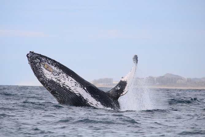 Whale Watching, The Famous Arch and Fast Boat Tour in Los Cabos - Pickup and Tour Details