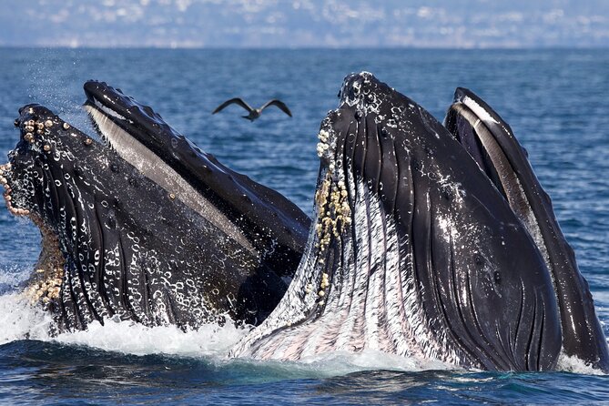 Whale Watching Tour - Health and Safety Considerations