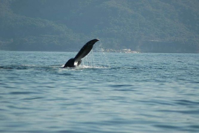 Whale Watching Tour - Meeting Point