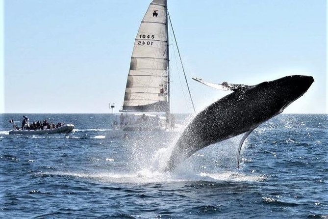Whale Watching Tour in Los Cabos - Accessibility and Requirements