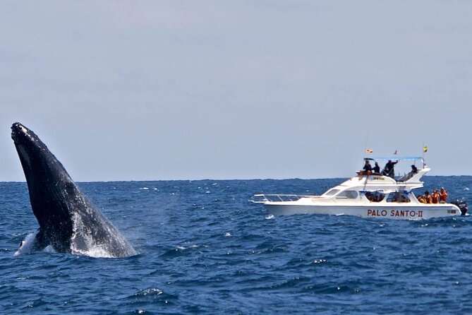 Whale Watching Tour in Samana Bay From Las Terrenas - Preparing for the Whale Watching Adventure