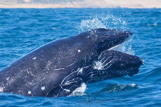 Whale Watching Tour With Free Photos and Guaranteed Sightings - Meeting Point and Accessibility