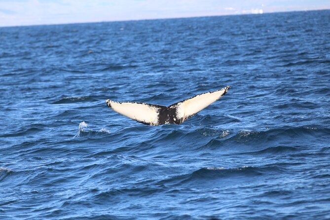 Whale Wonders Morning Expedition From Reykjavík - Accessibility and Recommendations