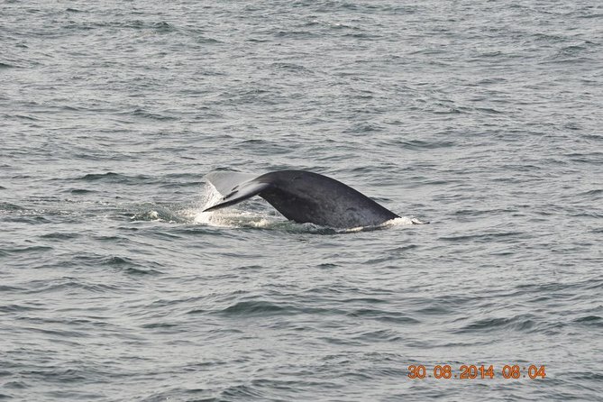 Whales & Dolphins Watching Day Tour in Mirissa From Bentota & Its Surrounding - Ideal Clothing and Accessibility