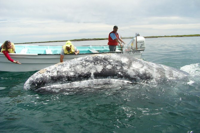 Whales Tour From La Paz - Whale Sightings