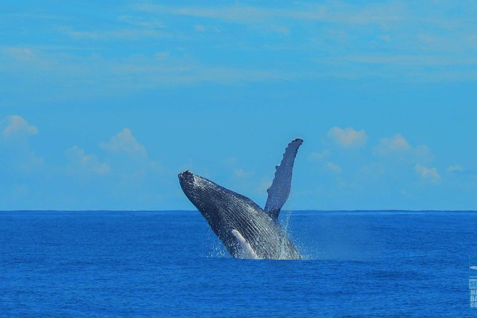 Whales Watching Half Day Experience - Booking Confirmation