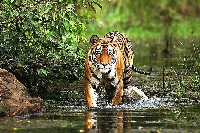 Wildlife and Cultural India Tour - Inclusions of the Tour