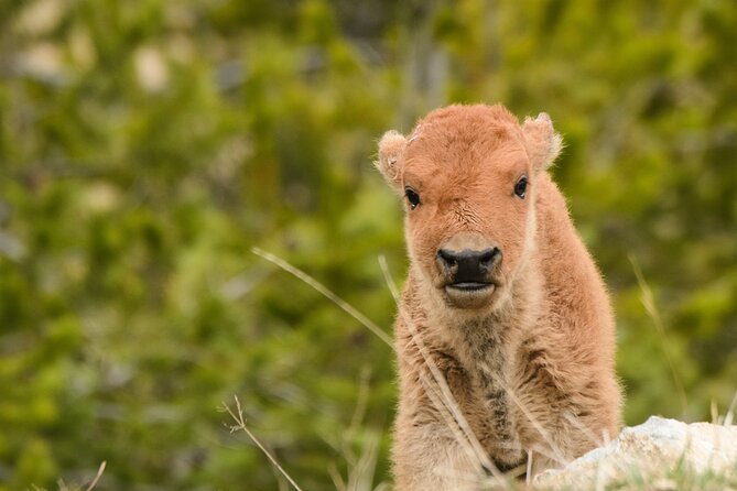 Wildlife and Waterfalls - Meeting and Pickup Details