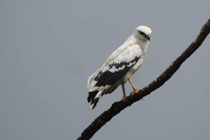 Wildlife Safari Boat Tenorio, Excellent Bird Watching Tour - Tranquil Nature Immersion