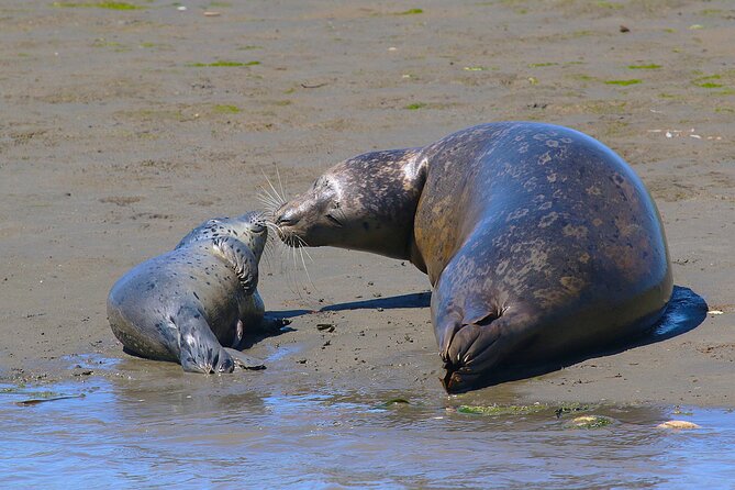 Wildlife Safari Boat Tour in Scenic Monterey Bay Wetland - Wildlife Sightings
