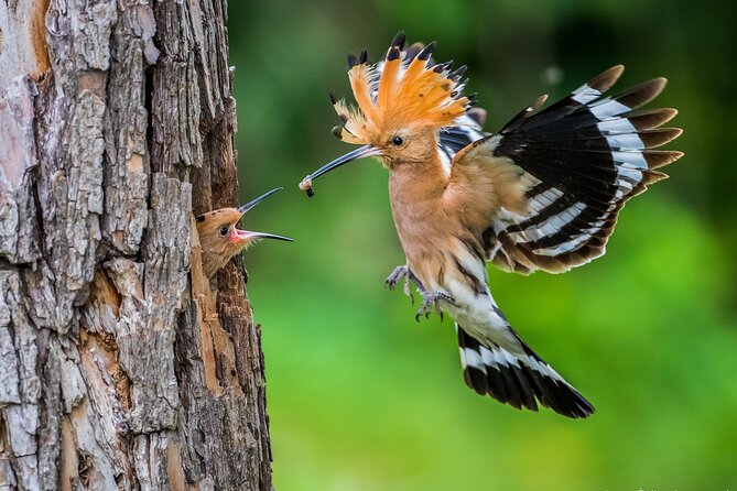 Wildlife Slovenia - Guided Bear & Bird Photography Tour - Health and Accessibility