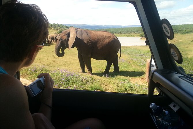 Wildlife Wonders - Addo Elephant National Park Tour - Customer Feedback