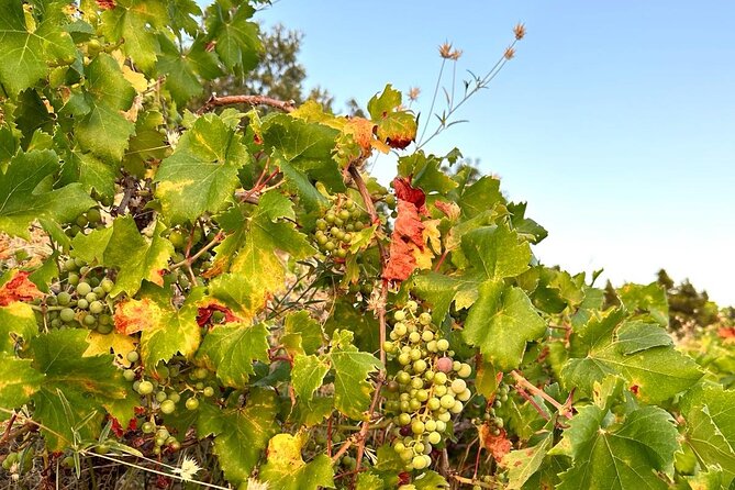 Wine and Gastro Private Tour in Peljesac - Accessibility and Participation