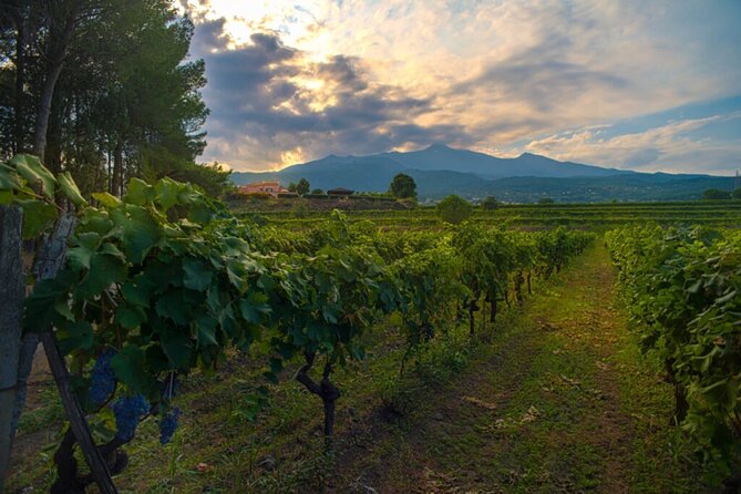 Wine and Lunch Tour - Cancellation and Refunds