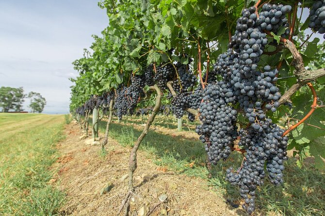 Wine Cellar & Tasting in Montevideo With Outstanding Lunch - Convenient Pickup and Transfers