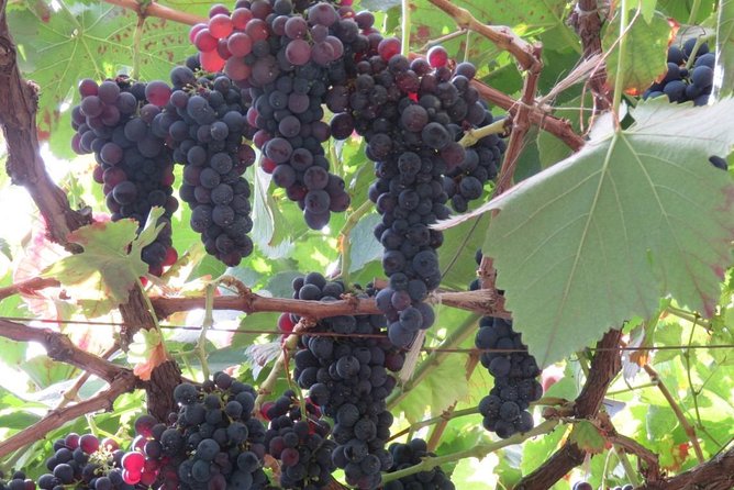 Wine Route (Half Day Walk) - Route Highlights