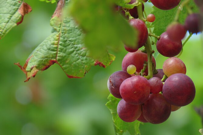 Wine Tasting and Jeep Adventure in Madeiras Majestic Countryside - Participant Requirements