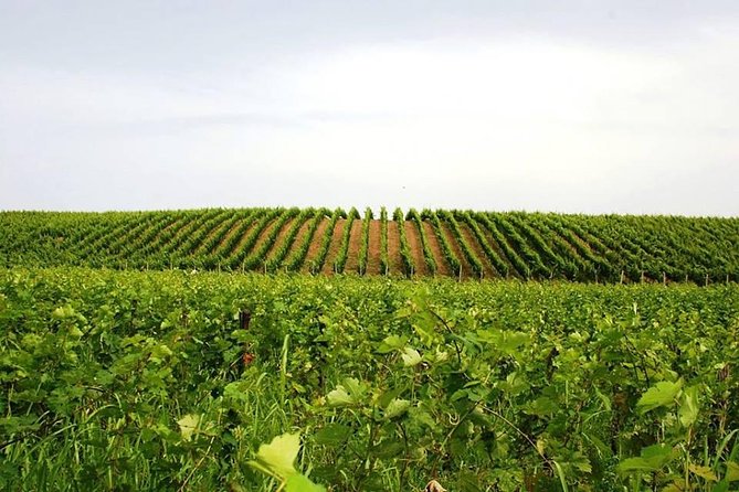 Wine Tasting and Olive Oil in Tirana Surroundings - Sampling Local Delicacies