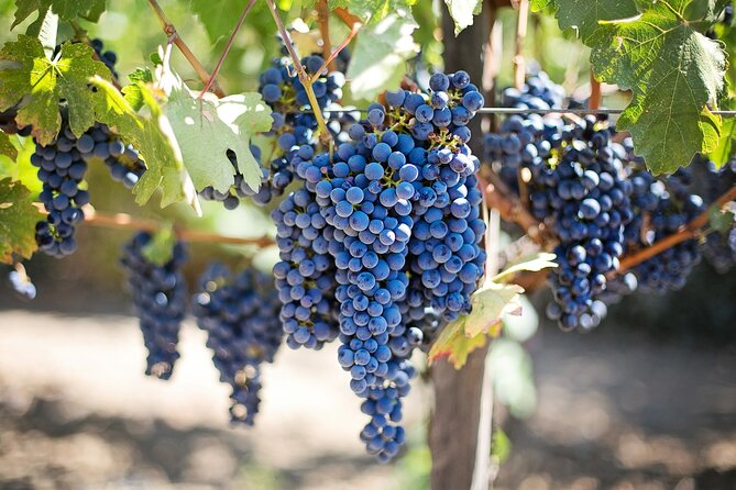 Wine Tasting: Full-Day Wine Tour in Kakheti (ALL INCLUSIVE) - Schedule